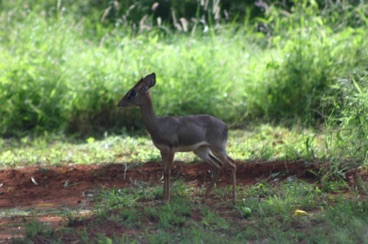 kenya 121